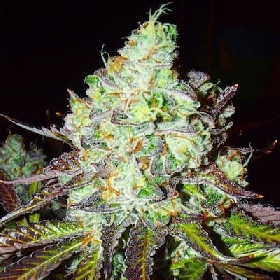 Pink Paletas > Karma Genetics
